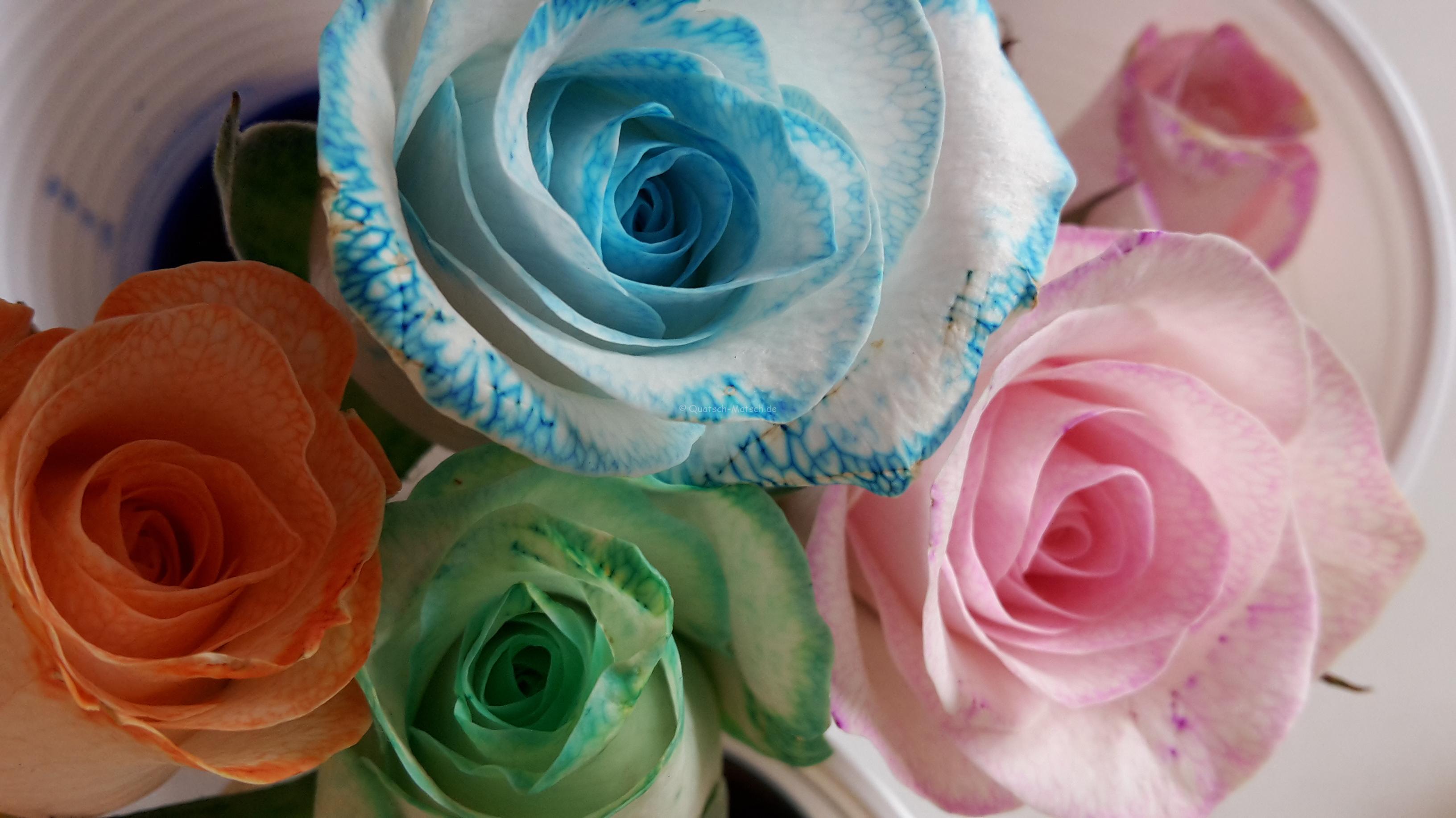 Blumen färben – Experiment mit Kindern