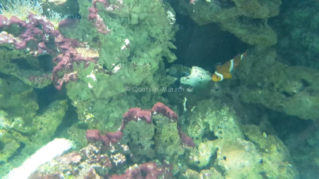 Clownfisch