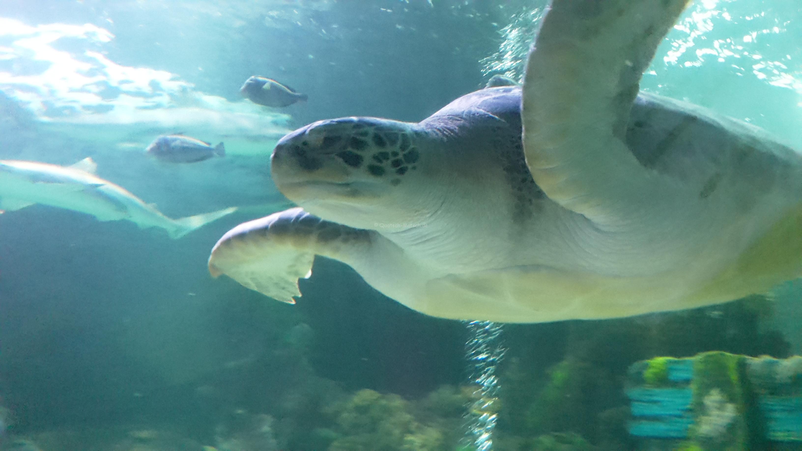 Sea Life Center – Timmendorfer Strand