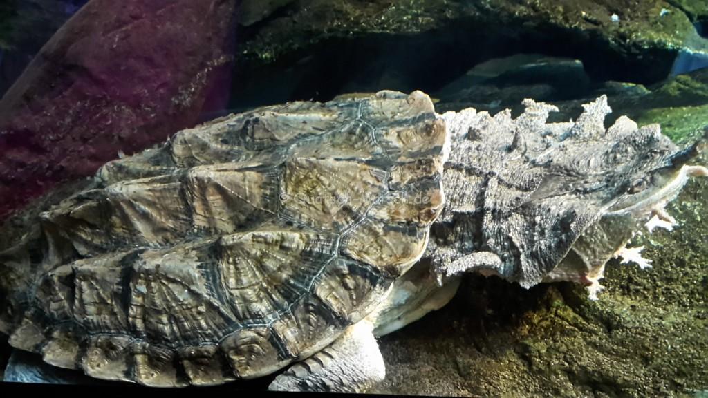 Schildkrötenausstellung